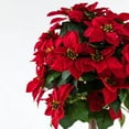 thumbnail image 3 of Poinsettia Tree, 47"H, 3 of 6