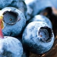 thumbnail image 3 of Expert Gardener Blueberry Climax (1 Dormant Bare Root) GMO Free, Full Sun, Blue, Perennial, 3 of 8