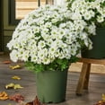 thumbnail image 2 of Artificial Mums for Outdoors, Ongmies Artificial Sunset Mums, Uv Resistant No Fade for Outside Porch Garden Pots Planters Autumn Fall Decor, 2 of 8