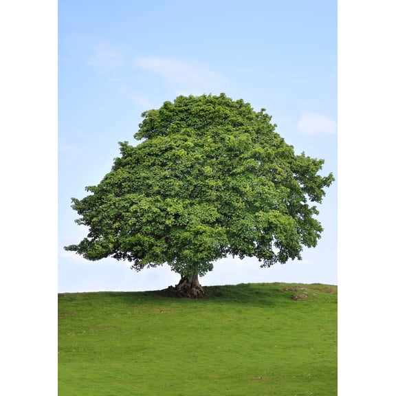 Sycamore Tree Seedlings for Planting | Live Tree Seedlings (2 Trees) | No Ship to California