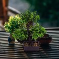 thumbnail image 3 of BRIGHTFUFU Plantas artificiales en macetas de escritorio Faux plantas en macetas Ornamento para bonsai para casa, 3 of 7