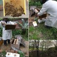 thumbnail image 4 of SPRING PARK REINE Abeille Apiculture Ruche Nuc Récolte Pollinisation Abeilles Boîte Réserve, 4 of 7