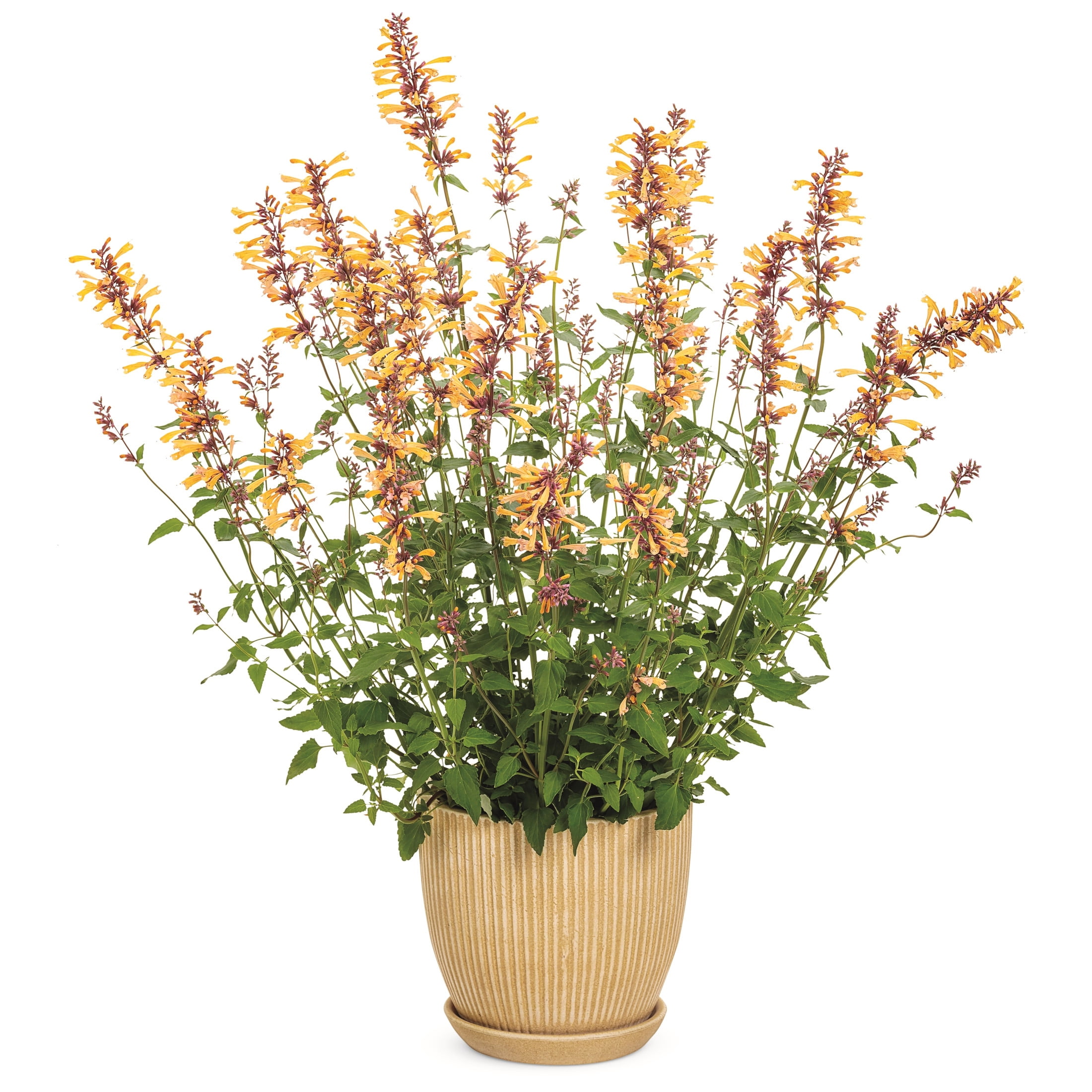 Proven Winners 6" Orange Meant to Bee 'Queen Nectarine' Anise Hyssop Live Plant in 6.5" Pot