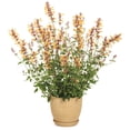 thumbnail image 5 of Proven Winners 6" Orange Meant to Bee 'Queen Nectarine' Anise Hyssop Live Plant in 6.5" Pot, 5 of 8