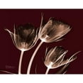 thumbnail image 3 of Koetsier, Albert 14x12 Black Modern Framed Museum Art Print Titled - Crimson Tulips, 3 of 5