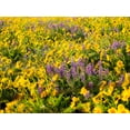 thumbnail image 2 of Eggers, Terry 32x25 White Modern Wood Framed Museum Art Print Titled - USA-Washington State Arrowleaf balsamroot and lupine, 2 of 4