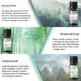 thumbnail image 5 of EUQEE 6PCS Premium Fragrance Oils Set for Diffuser, Soap and Candle Making - Sea Breeze, Forest Pine, Bamboo & Teak, Cedarwood, Sandalwood, Freesia (10ml), 5 of 7