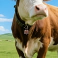 thumbnail image 4 of Collier d'Animal de Style Rétro pour Festival et Élevage, pour Ambiance Extérieure de Bovins et de Moutons, Fournitures pour Animaux, 4 of 5