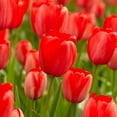 thumbnail image 1 of TASC Tulip Flower Bulbs-Tulip Darwin Hybrid Red Impression (20 Bulbs), 1 of 1