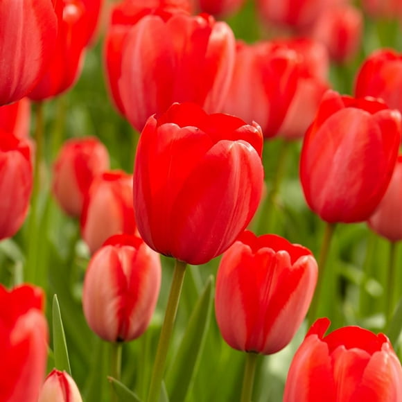 TASC Flower Bulbs- Tulipa Hybride de Darwin Red Impression (20 Bulbs)