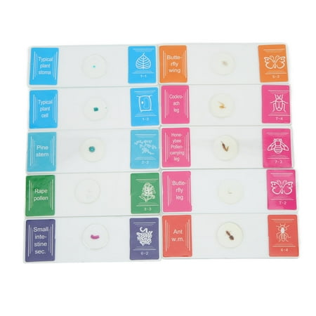 

Biological Slide Specimen 10Pcs Prepared Glass Silde Convenient With Packing Box For Children For School For Lab