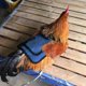 thumbnail image 4 of Chaleco Ajustable Para Pollos Protector Contra El Frío Y Las Plumas Para Exteriores Cubierta Universal Para Alas De Pollo Ropa Universal Resistente Al Viento Y Abrigada Para Gallos Y Gallinas, 4 of 6