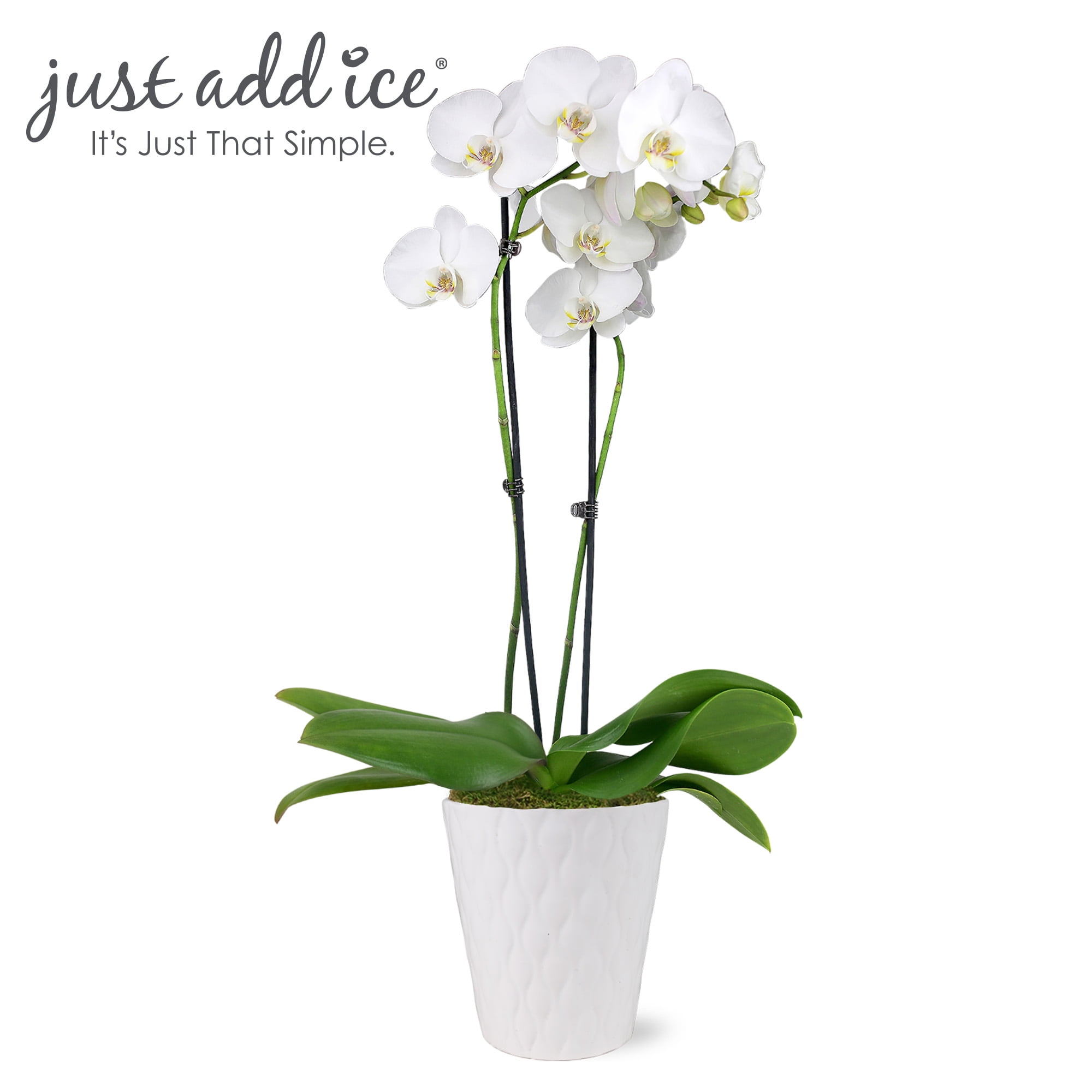 Just Add Ice 16-30" White and Yellow Premium Orchid Live Plant in 5" White Ceramic Pot, House Plant