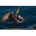 thumbnail image 2 of Archer, Ken 32x23 Black Ornate Wood Framed with Double Matting Museum Art Print Titled - Brown pelican, 2 of 4