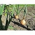 thumbnail image 5 of Yellow Sweet Spanish Onion Seeds for Planting, 750+ Heirloom Seeds Per Packet, (Isla's Garden Seeds), Non GMO Seeds, Botanical Name: Allium cepa, Great Home Garden Gift, 5 of 5