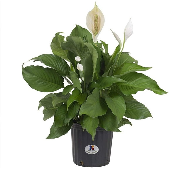 United Nursery Live Peace Lily Plant 20-24 inches Tall White Flower in 10 -inch Grower Pot
