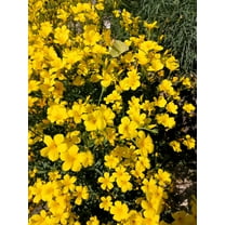 500 Organic GOLDEN FLAX Yellow Linseed Common Linum Flavum Flower Seeds