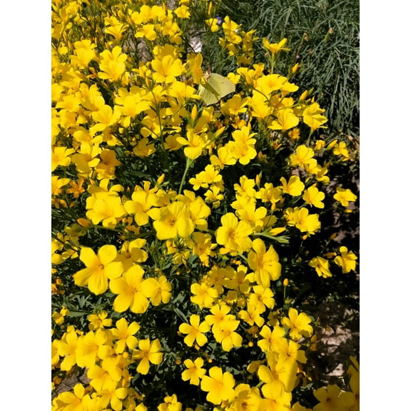 500 Organic GOLDEN FLAX Yellow Linseed Common Linum Flavum Flower Seeds