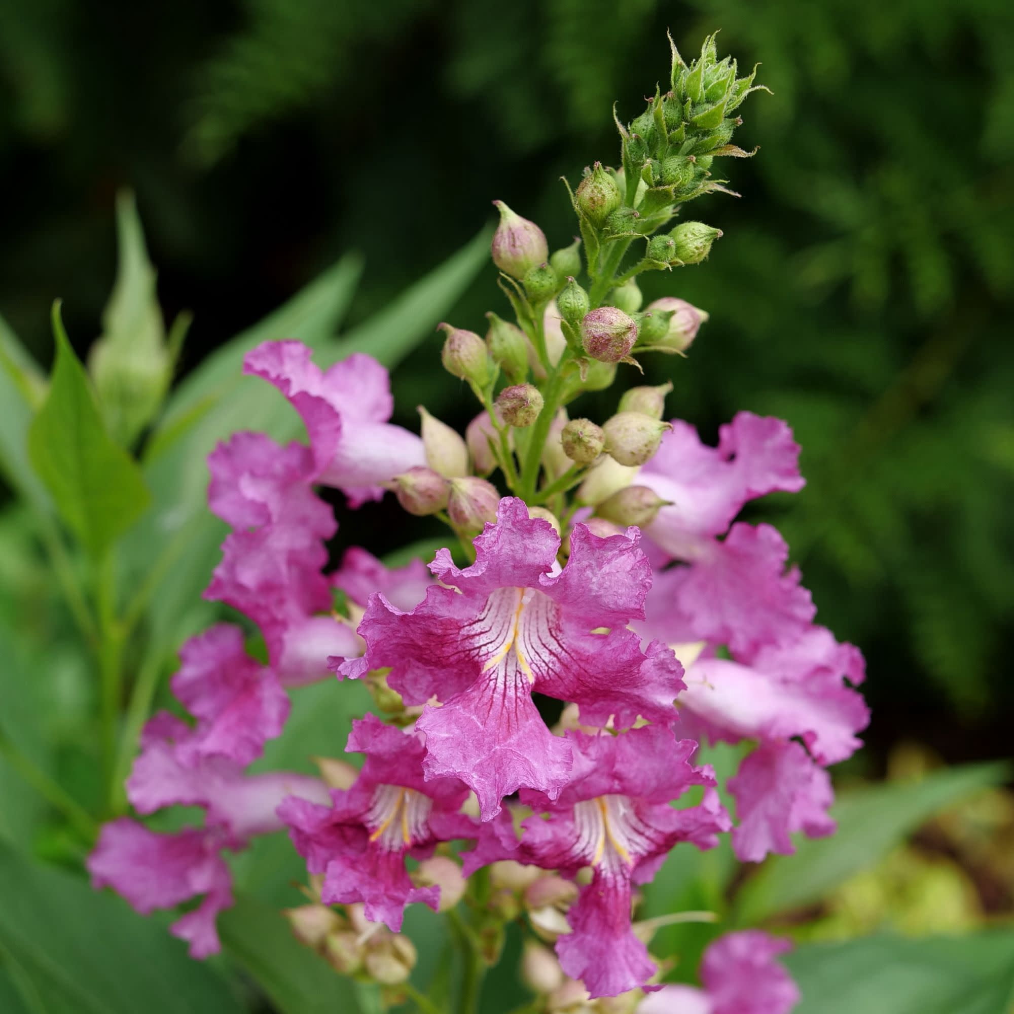 Proven Winners ColorChoice 5" Purple El Nio Desert Orchid Live Plant in 4.5" Pot (4 Count)