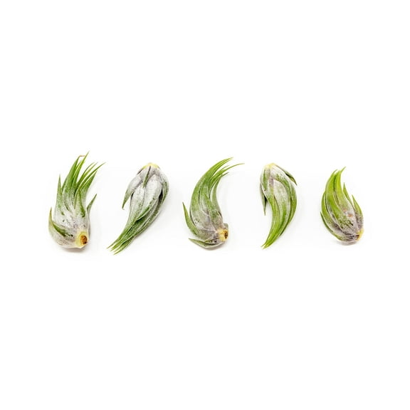 The Air Plant Shop Tillandsia Scaposa/Kolbii Air Plants Live Plants (5 Count)