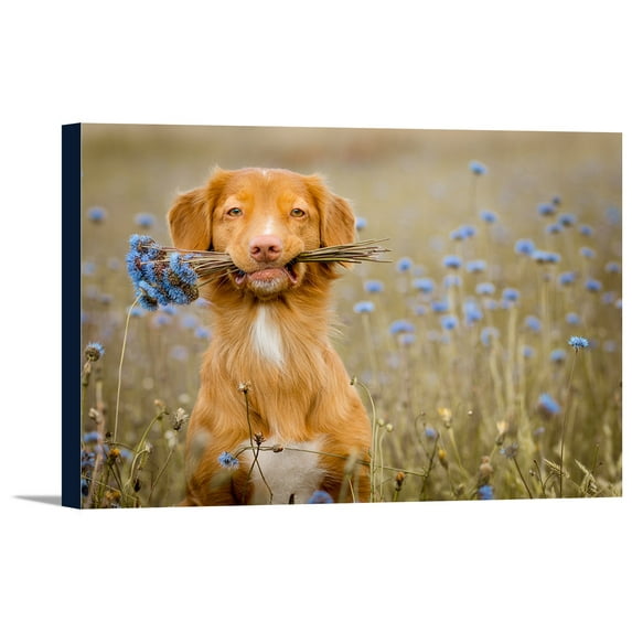 Dog & Blue Bouquet in Mouth - Lantern Press Photography (24x16 Gallery Wrapped Stretched Canvas)