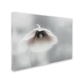 thumbnail image 2 of Piet Flour 'Ephemeral Beauty' Canvas Art, 2 of 3