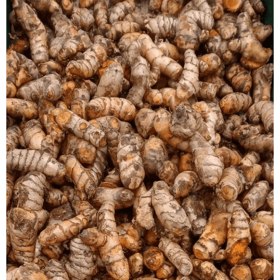 20 Fresh Orange Turmeric Roots Turmeric Ginger Herb Tubers Curcuma Longa Live Rhizomes, Ready To Planting
