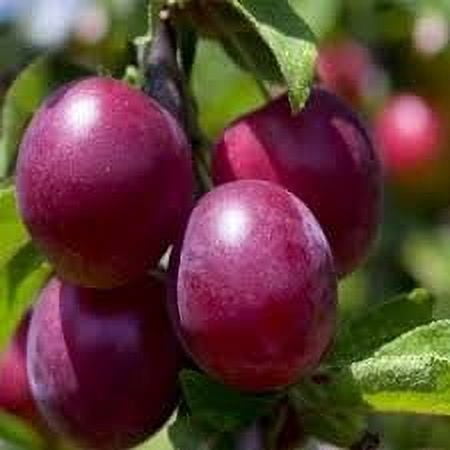 FirstChoiceCandy Dried Angelino Plums - 2 Pound