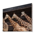 thumbnail image 2 of Designart 'Portrait Of Three Giraffes Running' Farmhouse Print on Natural Pine Wood, 2 of 5