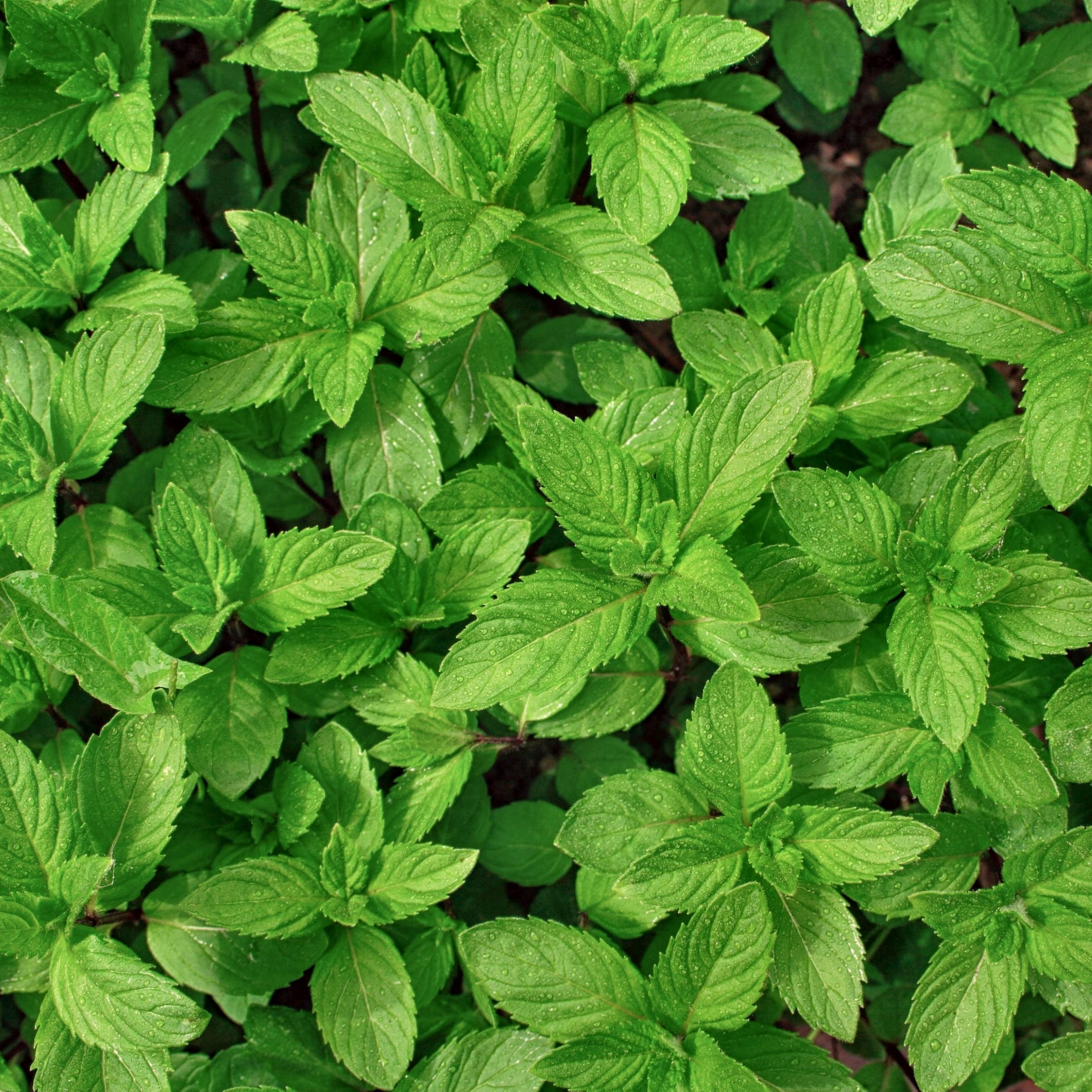 Live Perennial 4" Herb 'Spearmint' (3-Pack) with Full Sunlight