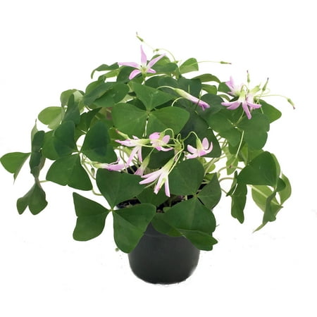- Green Shamrock Plant - Lavender Flowers - Oxalis - 4