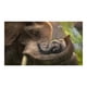 thumbnail image 4 of Zoo Tycoon - Xbox 360 - English, 4 of 13