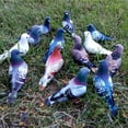 thumbnail image 3 of Aves Artificiales Zulema 6pcs Esculturas Estatu Jardín Juguetes Educativos con plumas, 3 of 6