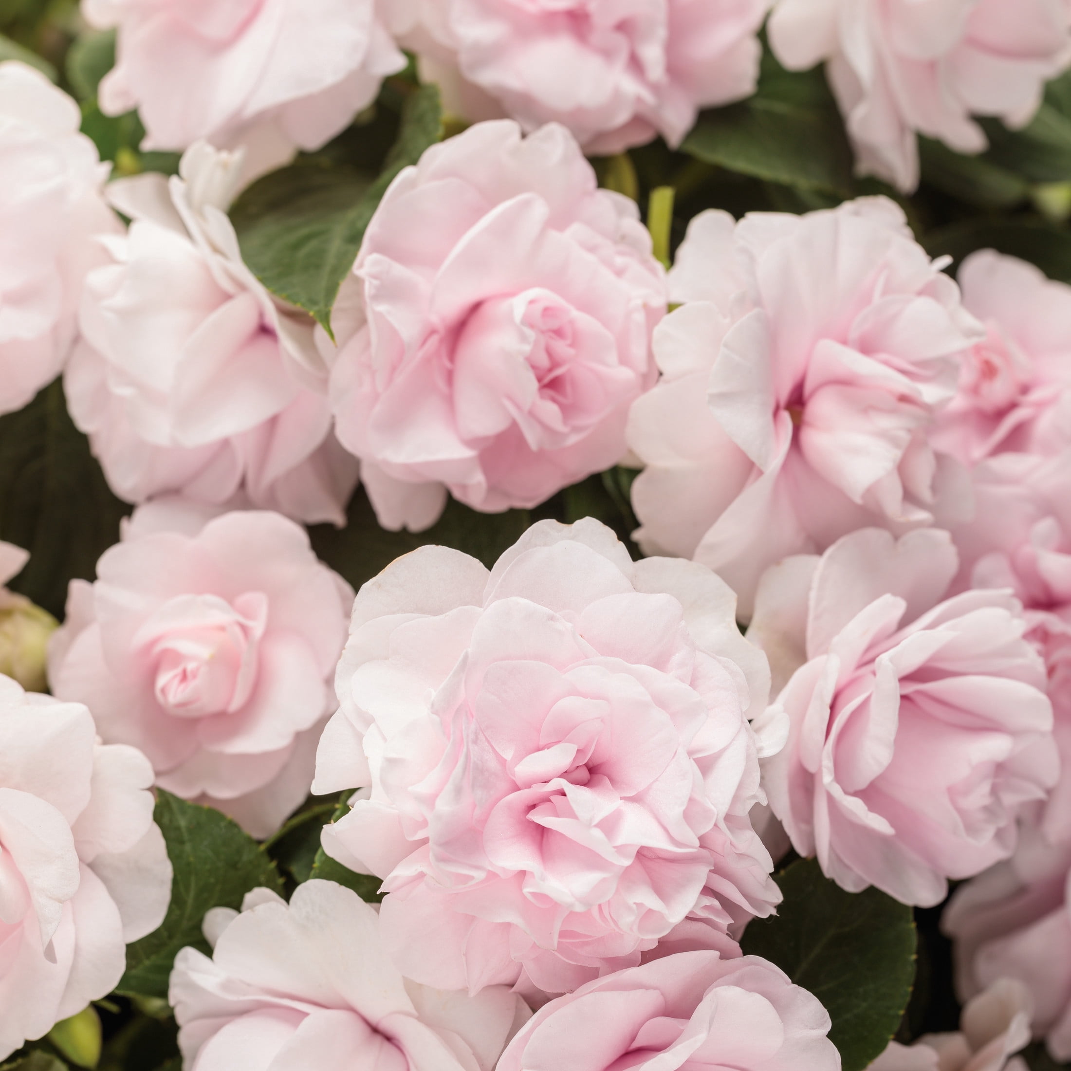 Proven Winners 4" Pink Rockapulco Appleblossom Double Impatiens Live Plant in 4.25" Pot (4 Count)