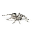 thumbnail image 3 of Papo Tarantula Figure, Multicolor, 3 of 6