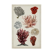 Trademark Fine Art 'Antique Coral Study I' Canvas Art by Naomi McCavitt