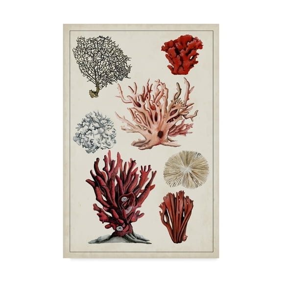 Trademark Fine Art 'Antique Coral Study I' Canvas Art by Naomi McCavitt