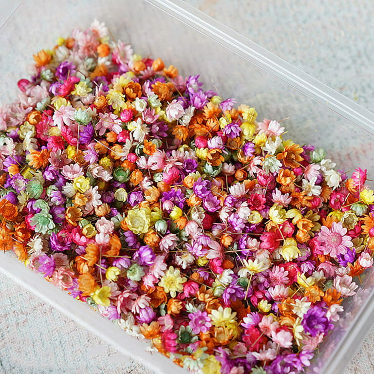 DALARAN 3 Pack Dried Flowers for candle Making DIY Pressed Dried Flowers  Multiple Natural Pressed Flowers colorful Decor