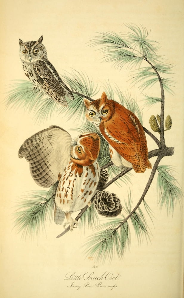 Birds Of America 18
