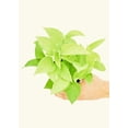 thumbnail image 2 of Epipremnum Aureum Live Green Plant in 6" Pot, 2 of 5