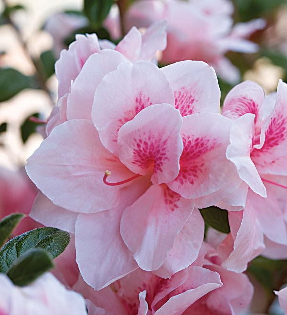 Encore Azalea Autumn Belle (3 Gallon) Pink Flowering Shrub - Full Sun Live Outdoor Plant