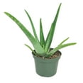 thumbnail image 5 of Aloe Vera (6"+ Minimalist Pot) - Indoor, Outdoor Plant - Live, Healthy Plant - Bright, Direct Sunlight Plant, 5 of 6