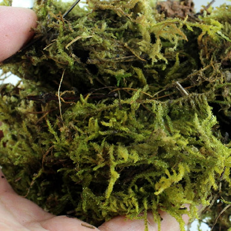 100g Natural Terrarium Moss Reptile for Turtle Moss Substrate