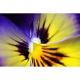 thumbnail image 3 of Schell, Jennie Marie 24x17 Black Modern Framed Museum Art Print Titled - Purple Pansy Macro Flower, 3 of 5