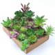 thumbnail image 3 of unbranded 7Ud Plantas Suculentas Artificiales Con Aspecto Natural Para De Espacios, 3 of 7