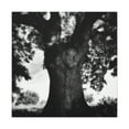 thumbnail image 1 of Oak Tree Splendor Dawn - Canvas, 1 of 10