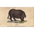 thumbnail image 2 of Sukotyro, Mythical Creature Poster Print By ® Florilegius Mary Evans (36 X 24), 2 of 4