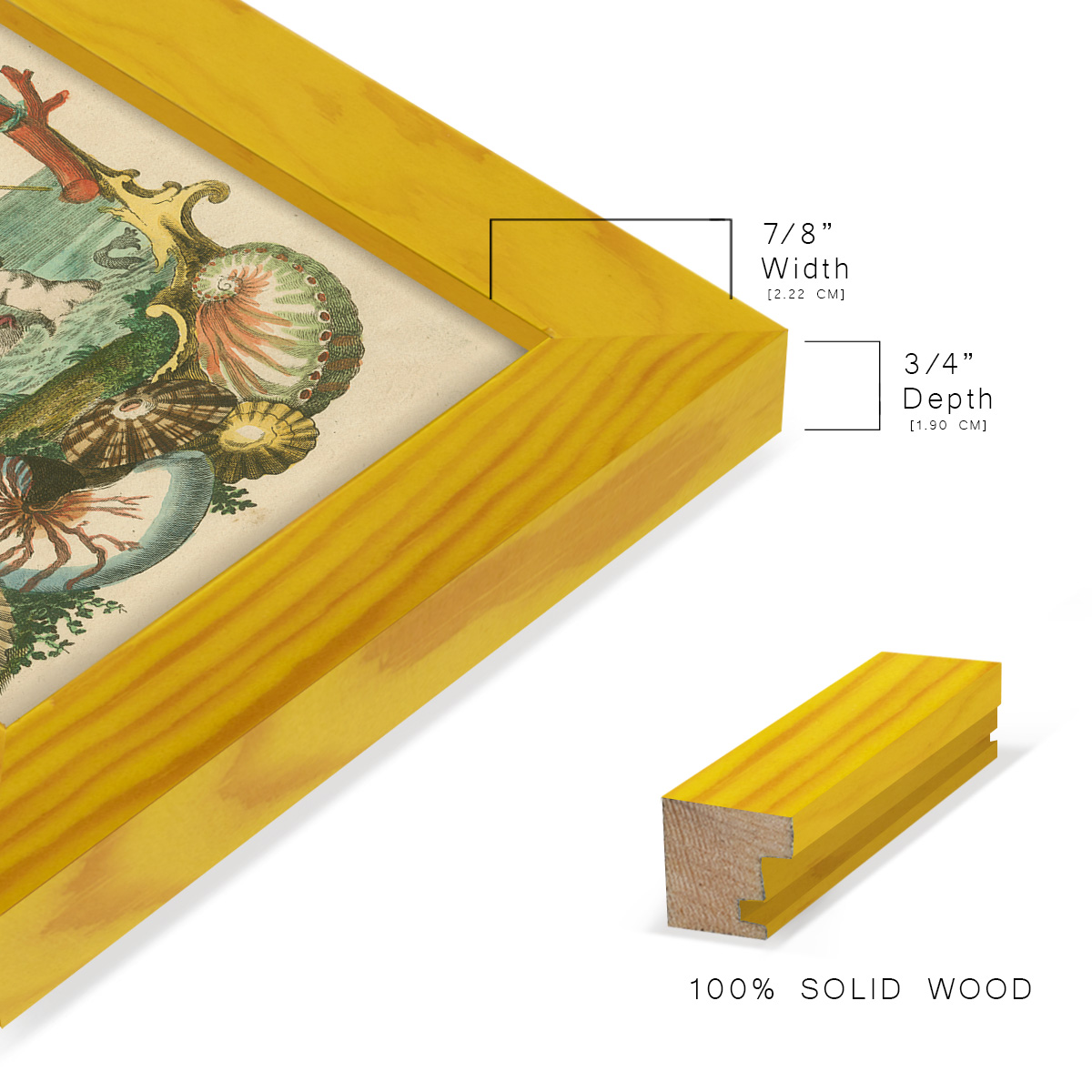 Cabinet of Conchology -Framed Print w/glass-Sunflower Yellow