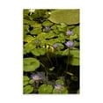 thumbnail image 2 of Gango Home Decor Purple Water Lilies II by George Johnson (Printed on Paper); One 24x36in Fine Art Paper Giclee Print, 2 of 4
