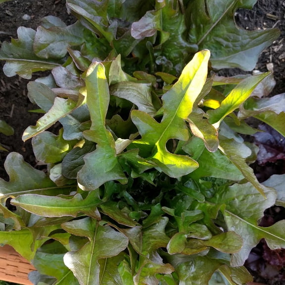 Leaf Lettuce Garden Seeds - Bronze Guard - 1 Oz - Non-GMO, Heirloom Vegetable Gardening & Microgreens Seed